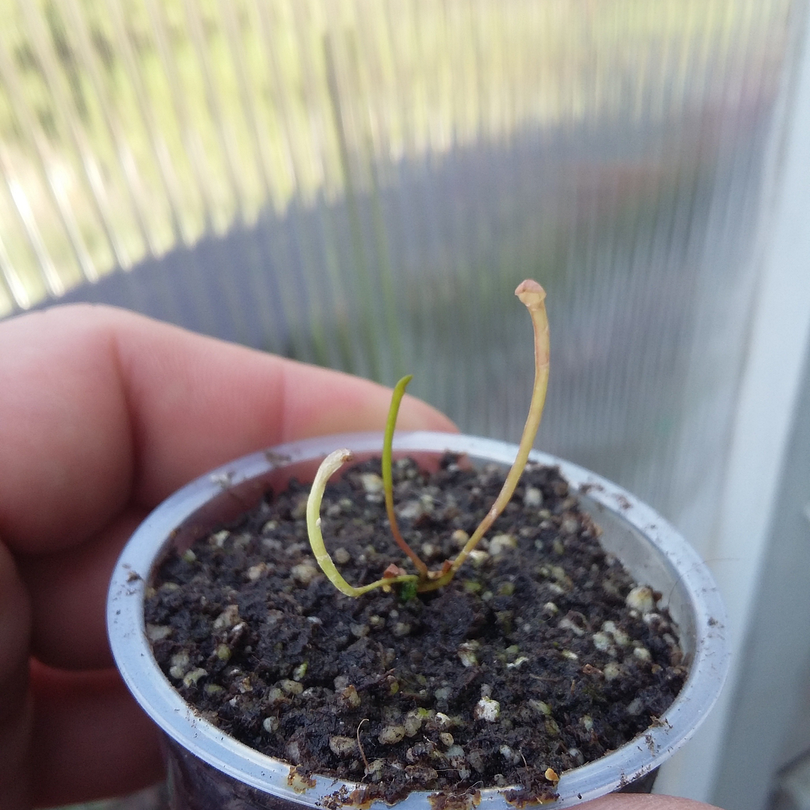 Promoción Carnívora 3x2 2