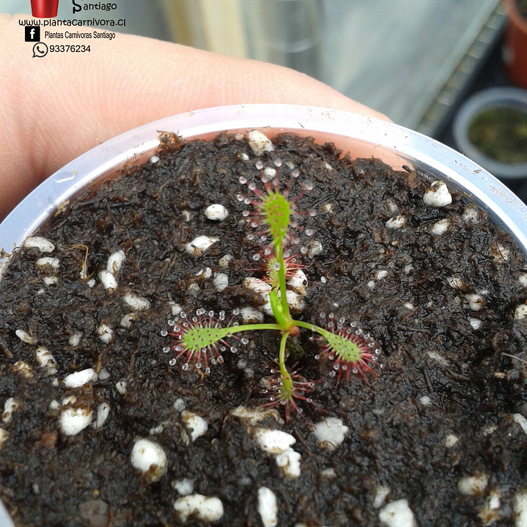 Promoción Carnívora 3x2 3