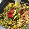 Dionaea Muscipula - Sawtooth 
