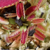 Dionaea Muscipula - Sawtooth 