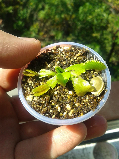 Dionaea Muscipula - All Green