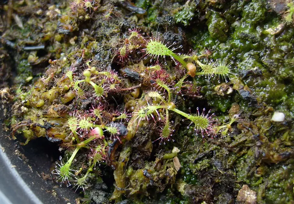 Drosera - Capensis Típica 1