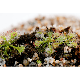 Drosera - Spatulata 