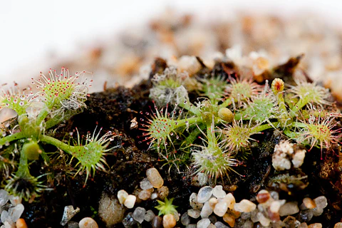 Drosera - Spatulata 