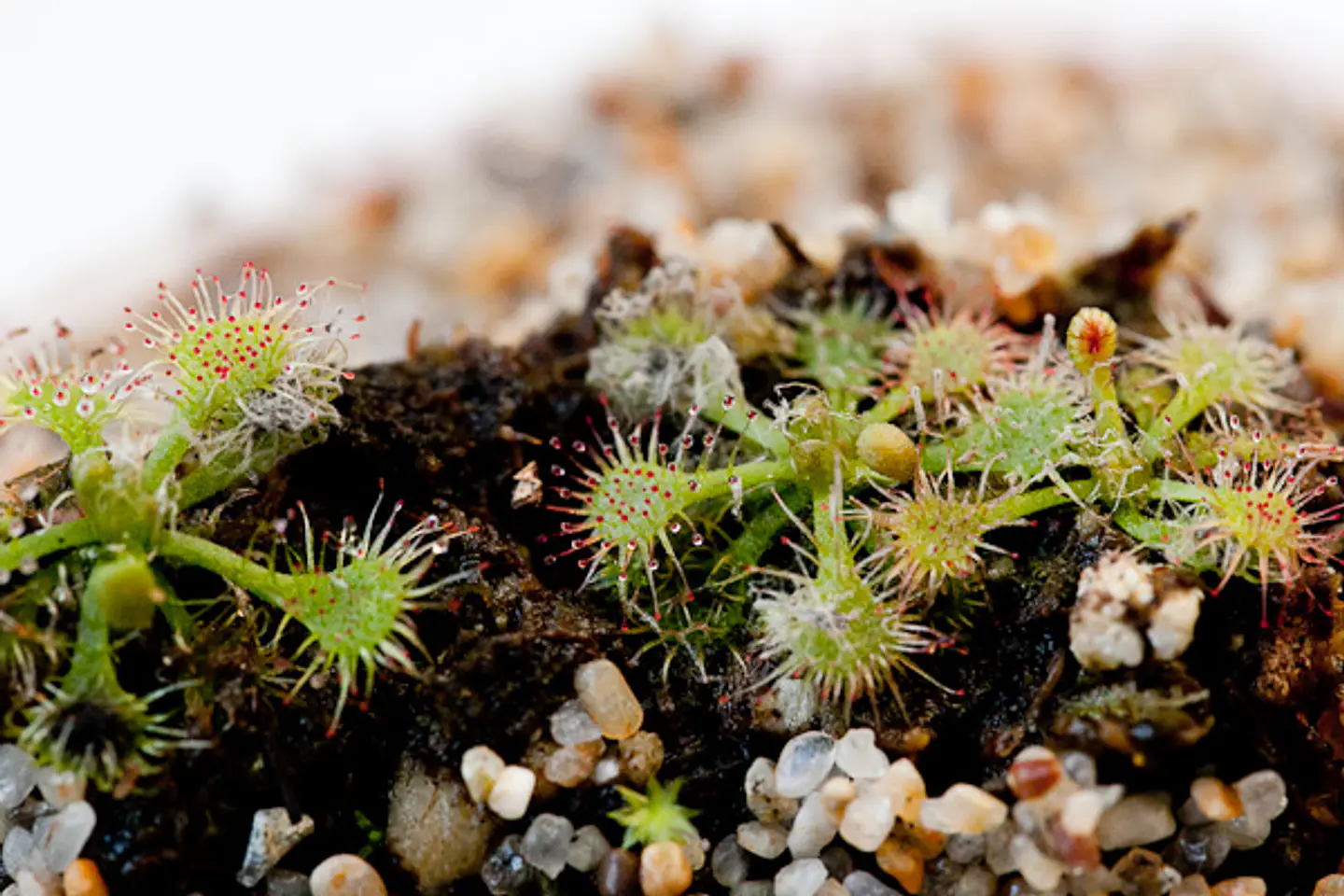 Drosera - Spatulata  1