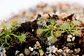 Drosera - Spatulata  - thumbnail 1