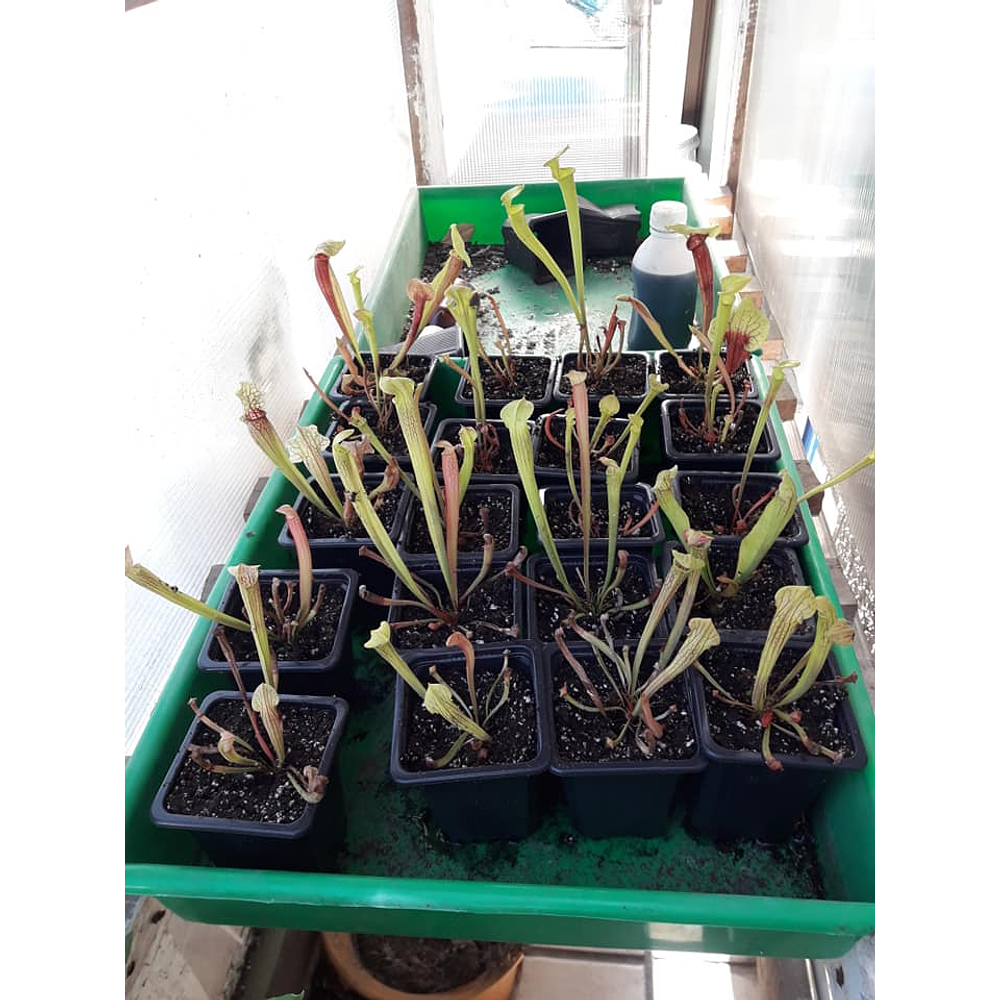 Sarracenia Mix