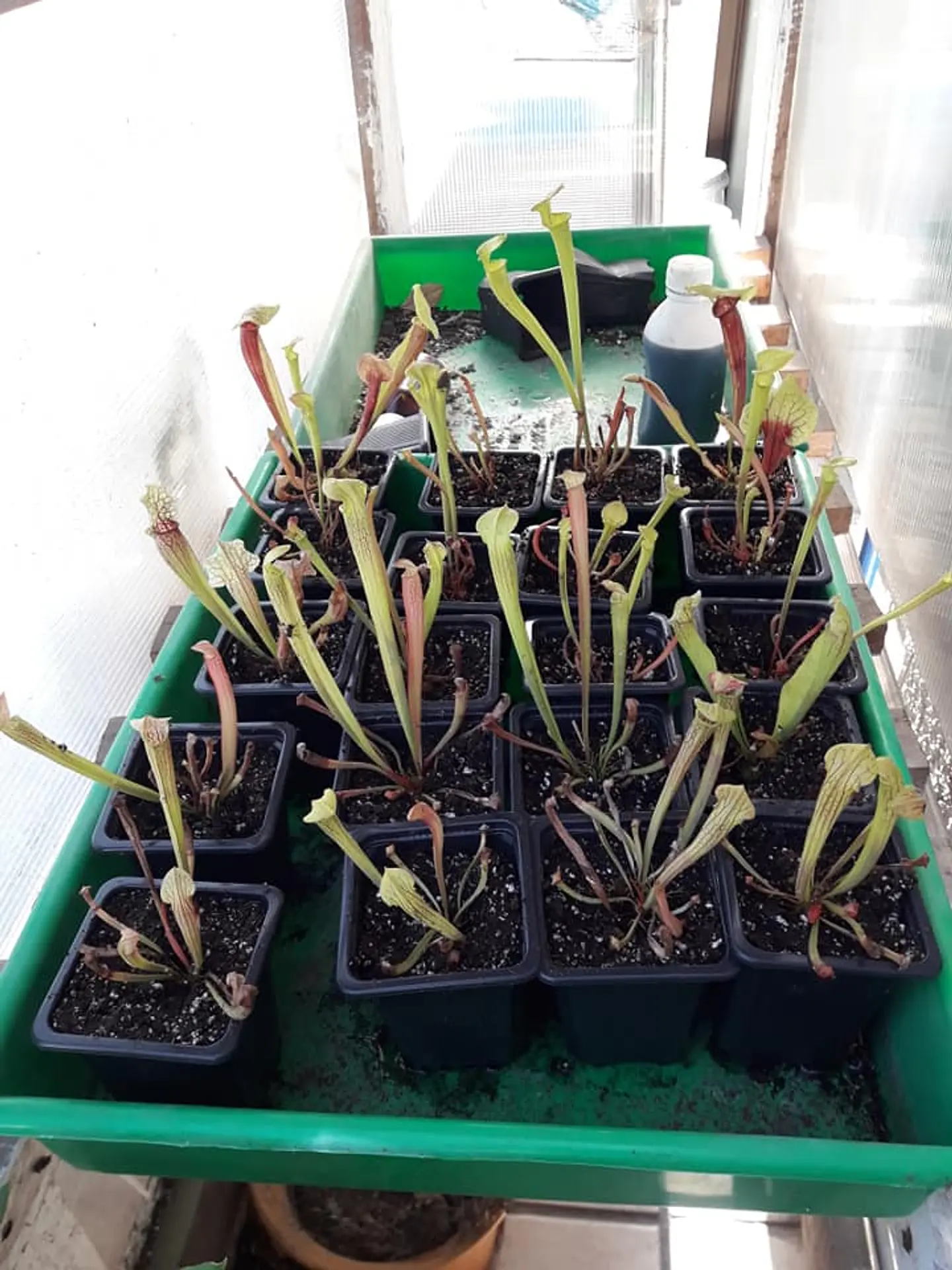 Sarracenia - Mix 1