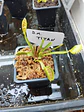 Dionaea muscipula 