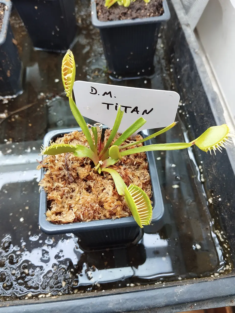 Dionaea muscipula 