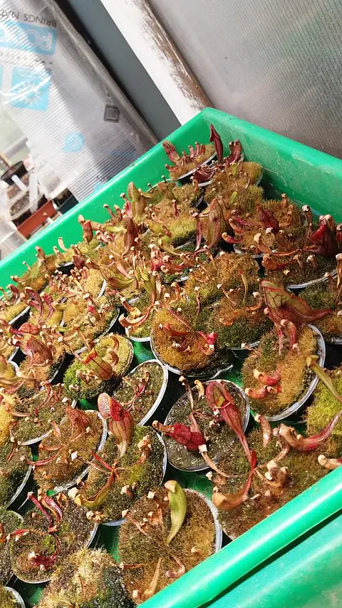 Sarracenia - Purpurea 