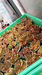 Sarracenia - Purpurea  - Vorschaubild 1
