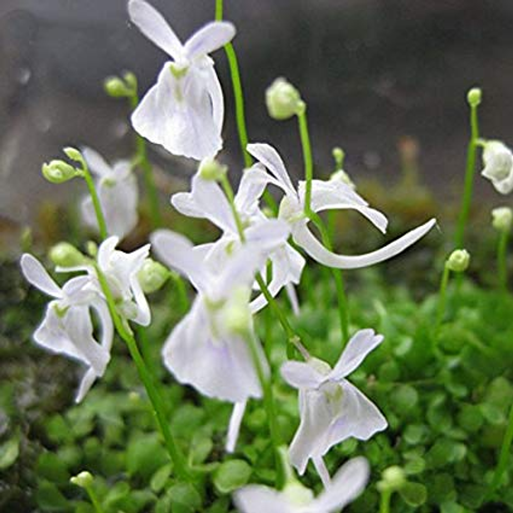 Utricularia - Sandersonii