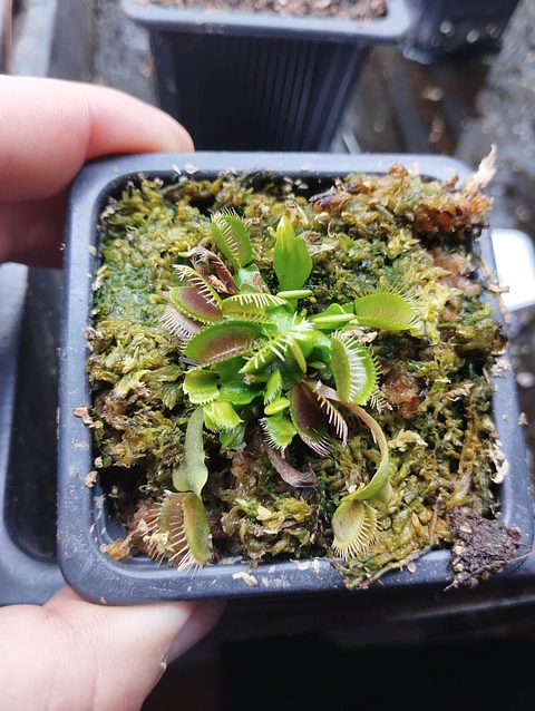 Dionaea muscipula "Titan"
