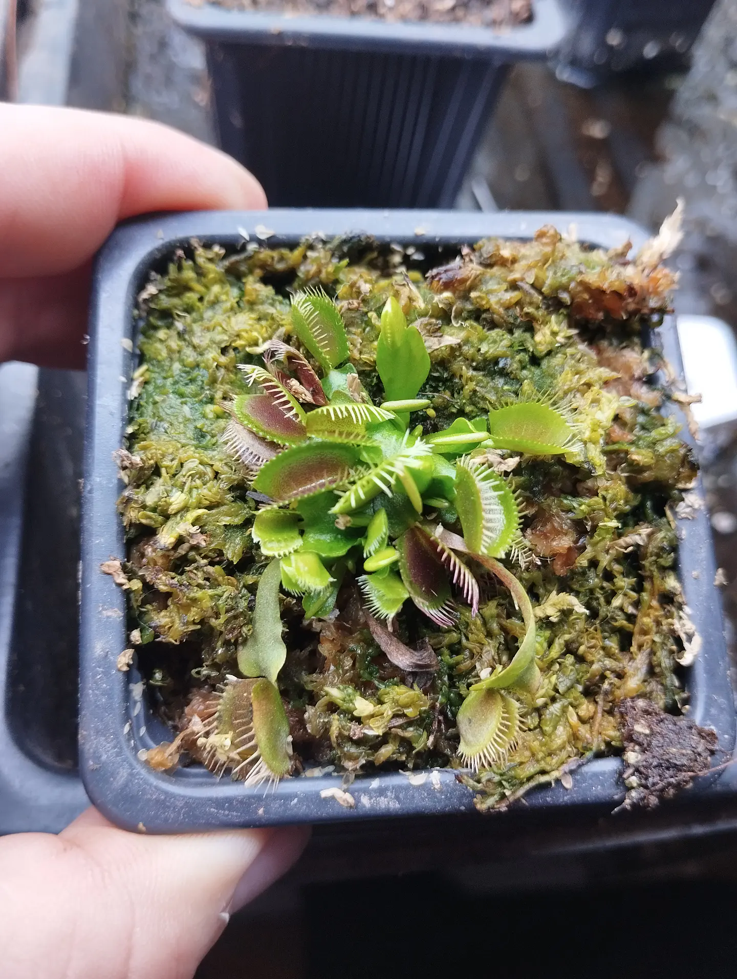 Dionaea muscipula 