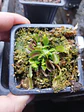 Dionaea muscipula 