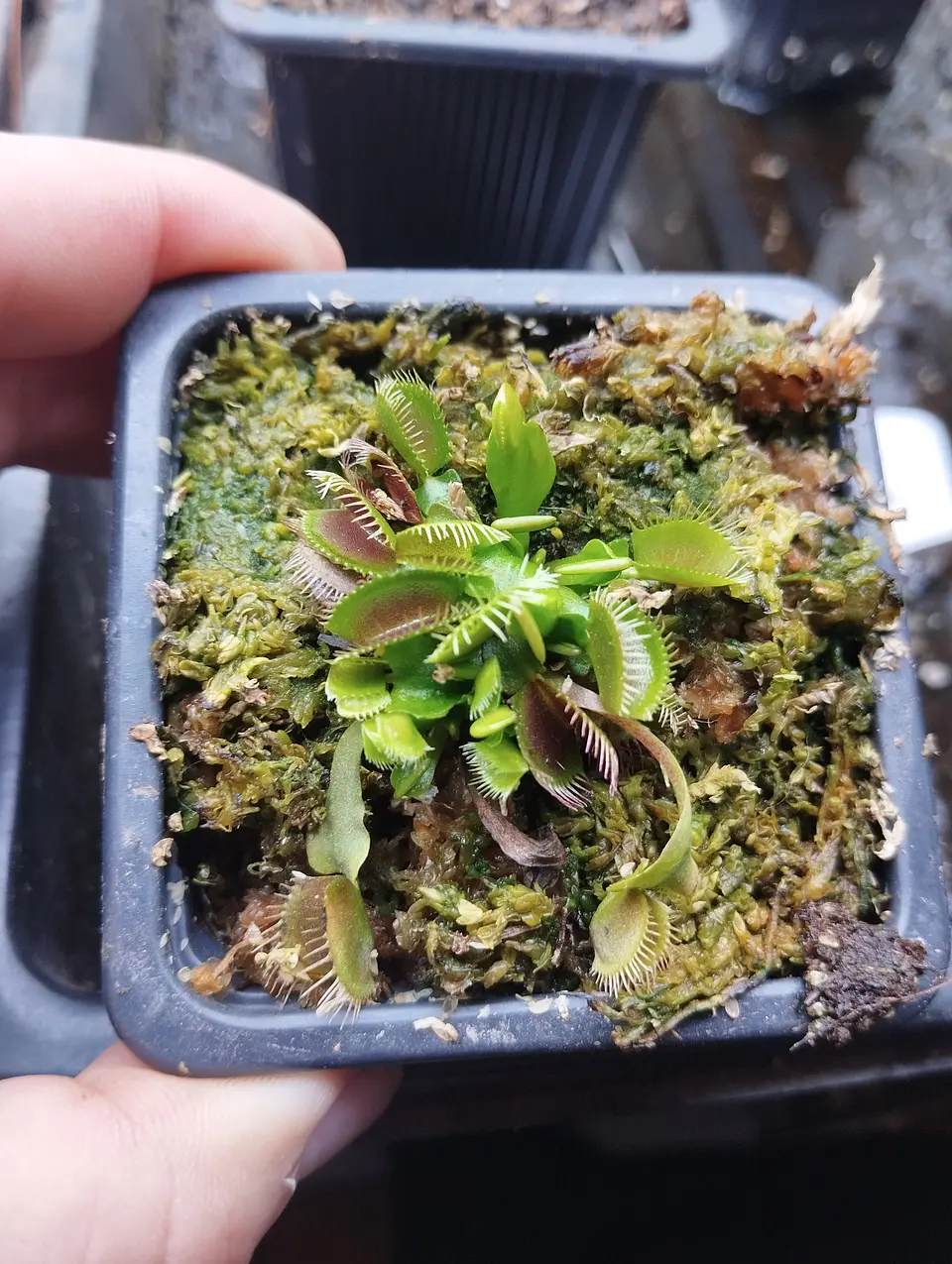 Dionaea muscipula 