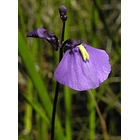 Utricularia - Dichotoma 2