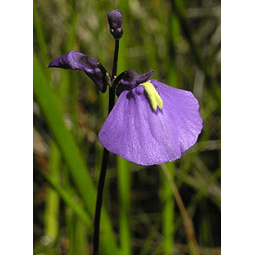 Utricularia - Dichotoma