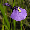 Utricularia - Dichotoma