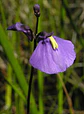 Utricularia - Dichotoma - Vorschaubild 2