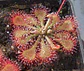 Drosera - Spatulata  - thumbnail 3