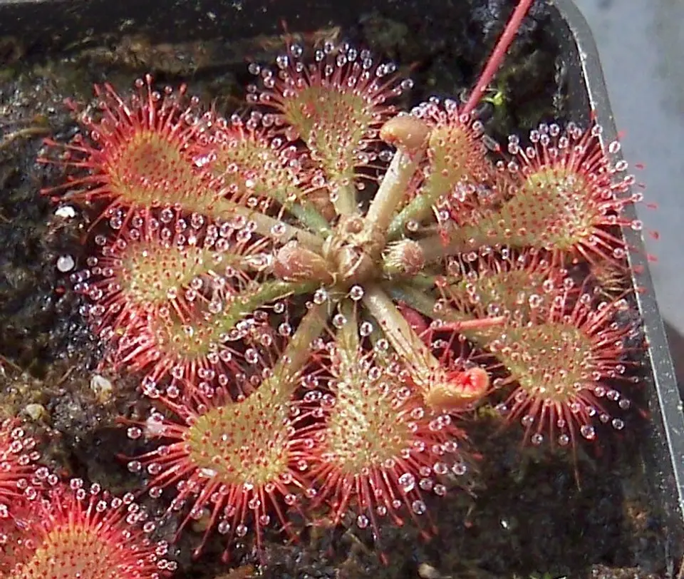 Drosera - Spatulata  3