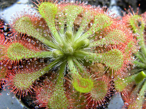 Kit de cultivo - Drosera Spatulata