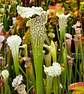 Mix Especies III - Vorschaubild 2