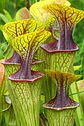 Mix Especies III - Vorschaubild 3