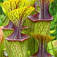 Mix Especies III - Vorschaubild 3
