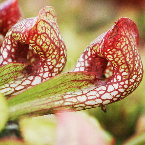 Kit de cultivo - Sarracenia Psittacina