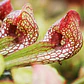 Kit de cultivo - Sarracenia Psittacina - Thumbnail 1