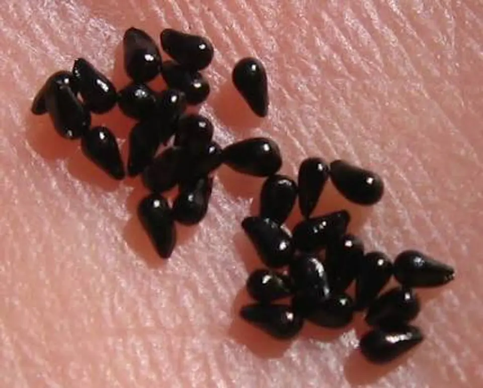 Kit de cultivo - Venus Atrapamoscas 