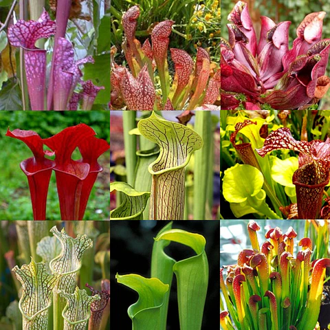 Kit de cultivo - Sarracenia Mix