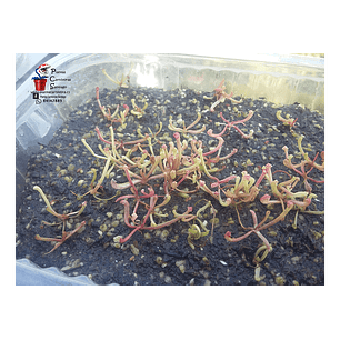 10 sarracenias sarracenia mix