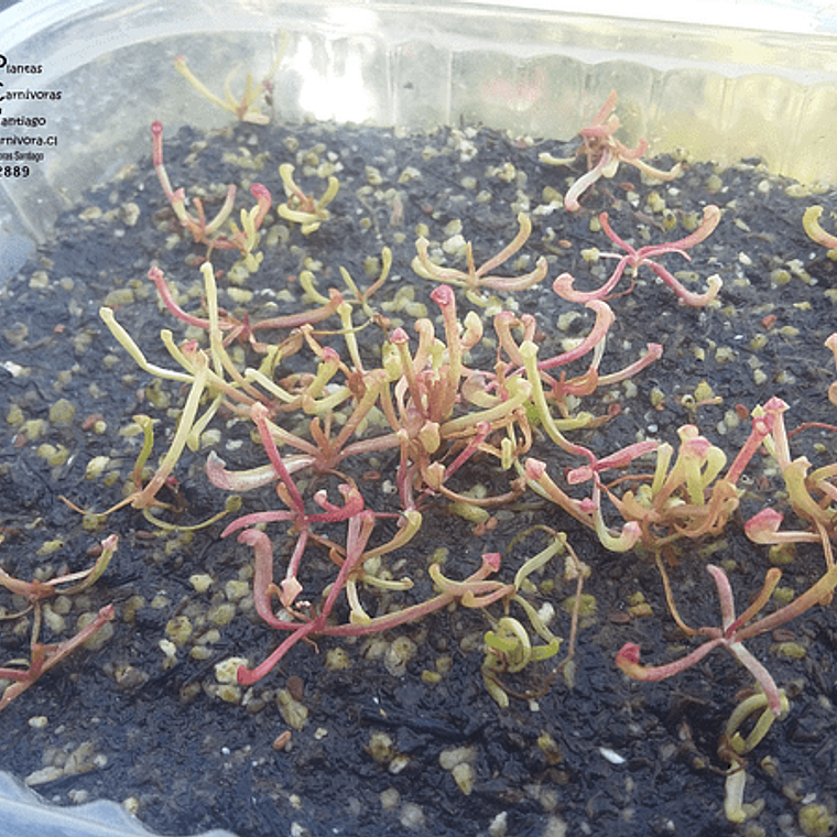 10 sarracenias sarracenia mix 1