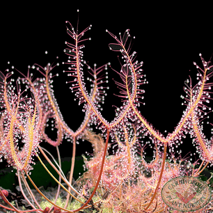 Drosera - Binata - Semillas