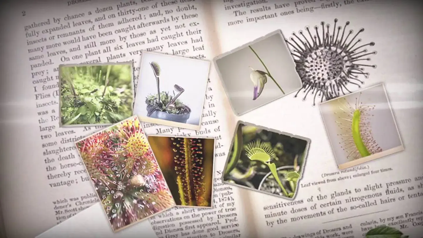 Cuidados en general de las plantas ! ( solo en español ) ( Documentos digitales ) 1