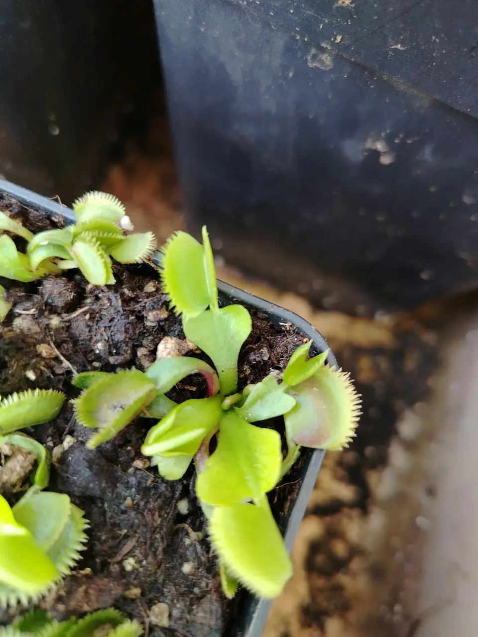 Dionaea Muscipula - cccp razor blade 1