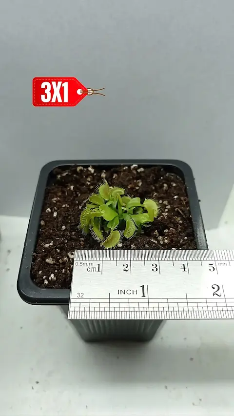3 Dionaea muscipula -  típica - pequeña