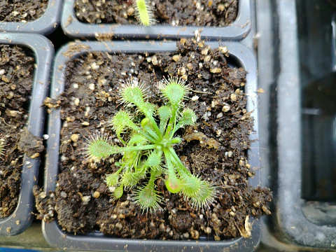 Drosera - Spatulata 