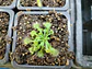 Drosera - Spatulata  - thumbnail 1