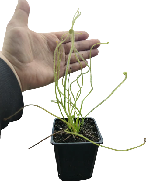 Drosera - Filiformis var tracyi