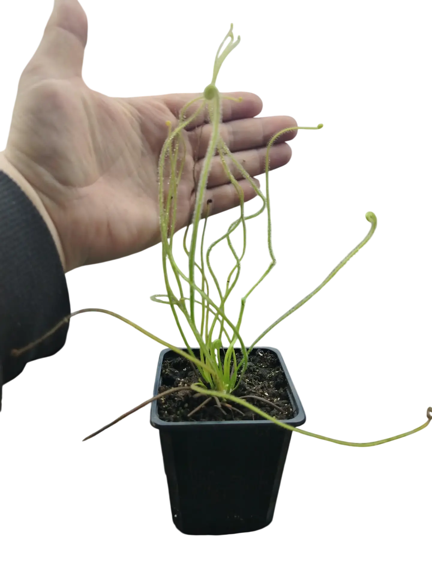 Drosera - Filiformis var tracyi 1
