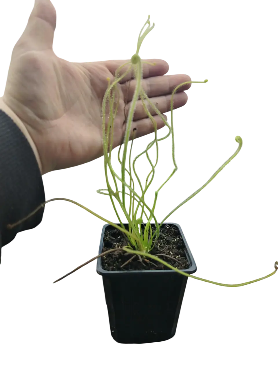 Drosera - Filiformis var tracyi 1