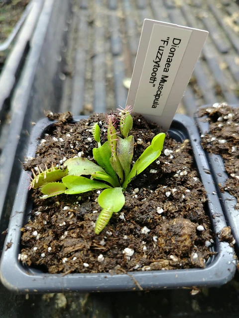 Dionaea Muscipula - Fuzzytooth