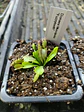 Dionaea Muscipula - Fuzzytooth - Miniatura 1