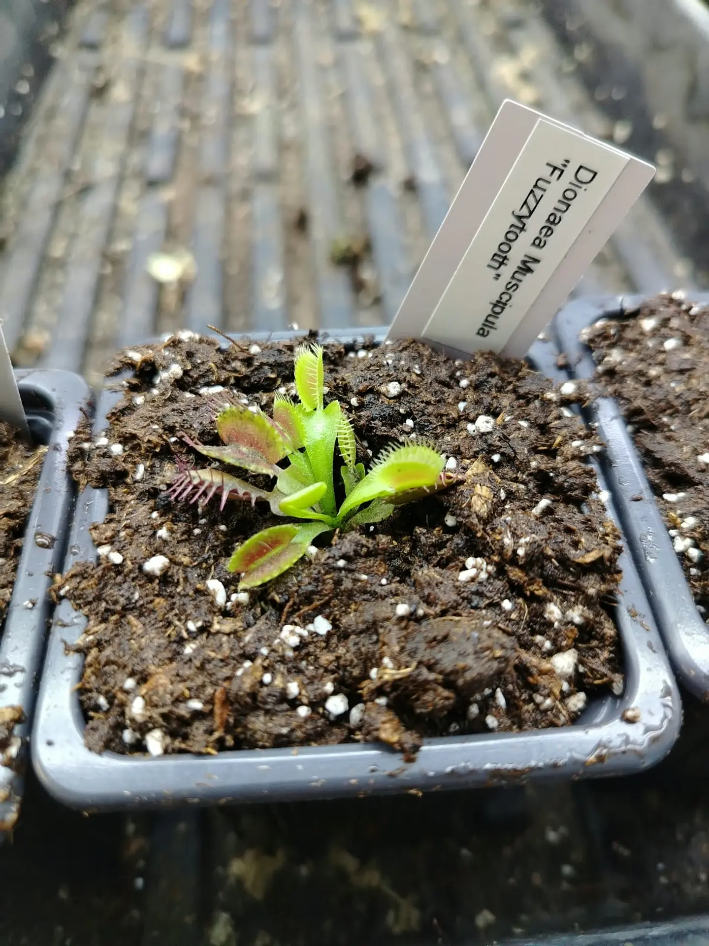 Dionaea Muscipula - Fuzzytooth 2