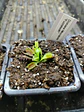 Dionaea Muscipula - Fuzzytooth - Miniatura 2
